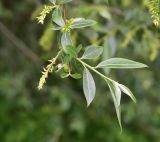 род Salix. Верхушка плодоносящей веточки. Турция, ил Артвин, р-н Шавшат, у крепости Шавшат, берег р. в 20 м от воды. 11 июня 2026 г.