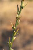 Thymelaea passerina. Часть соцветия. Крым, Севастополь, окр. бухты Круглая, фрагмент петрофитной степи. 16.08.2026.