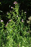 Epilobium hirsutum. Верхушка цветущего растения. Беларусь, Витебская обл., пос. Езерище, заросшая обочина дороги через сырой черноольшаник. 13.07.2026.