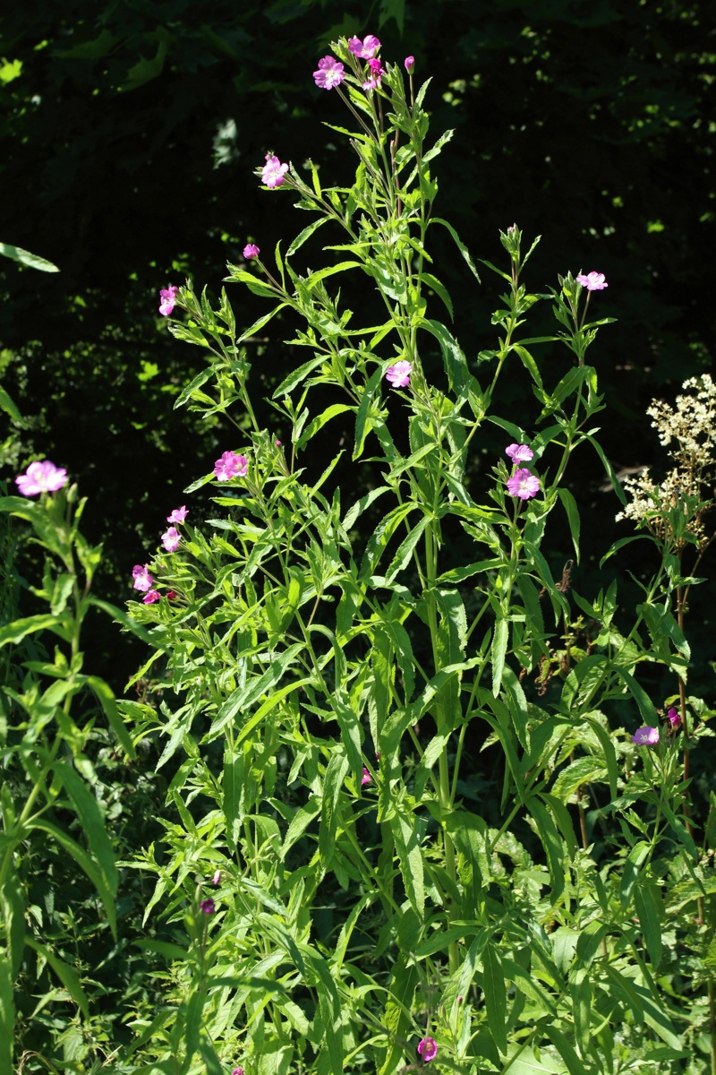 Image of Epilobium hirsutum specimen.