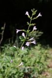 Clinopodium menthifolium. Верхушка побега с соцветиями. Краснодарский край, м/о город-курорт Геленджик, окр. с. Возрождение, дол. р. Ятликова Щель, опушка широколиственного леса. 8 августа 2026 г.