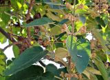 Paulownia tomentosa