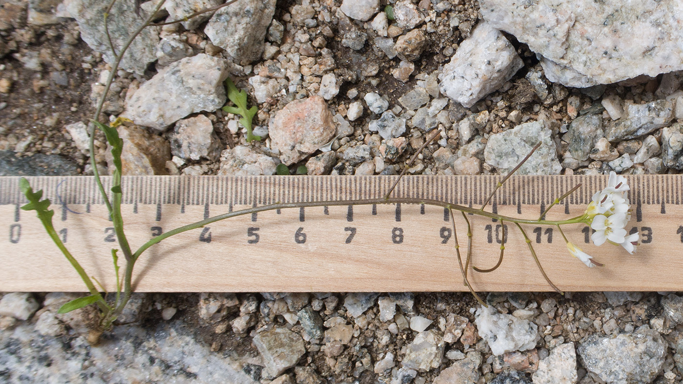 Image of Murbeckiella huetii specimen.