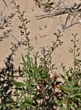 род Scrophularia. Верхушка плодоносящего растения. Португалия, округ Бежа, устье р. Мира, окраина песчаного пляжа. 05.06.2026.