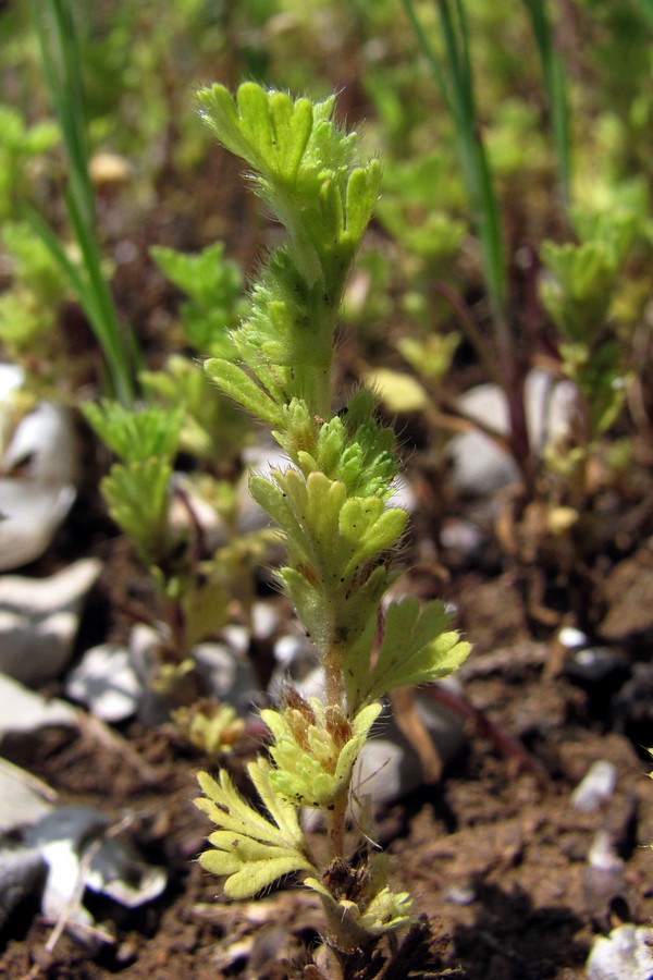 Image of Aphanes arvensis specimen.