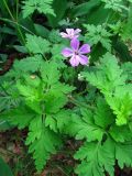 Geranium robertianum