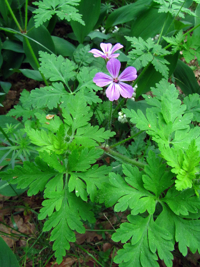 Изображение особи Geranium robertianum.