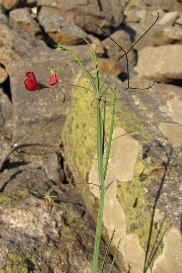 Image of Lathyrus setifolius specimen.