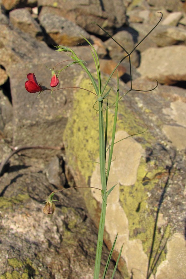 Изображение особи Lathyrus setifolius.