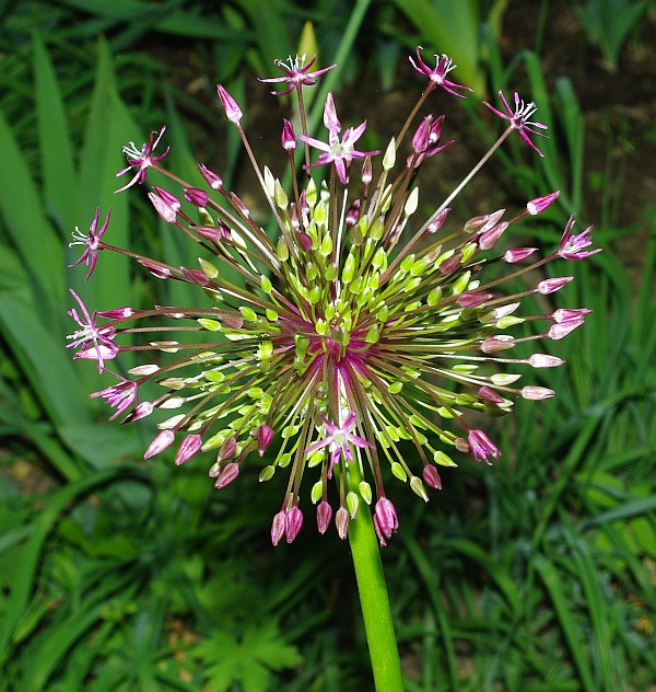 Image of Allium rosenbachianum specimen.