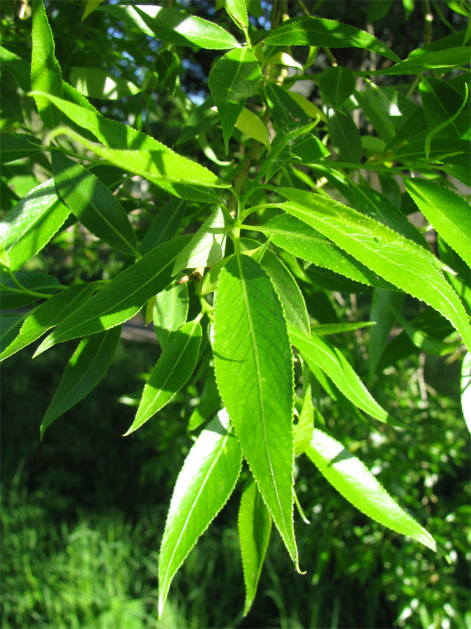 Изображение особи Salix fragilis var. sphaerica.