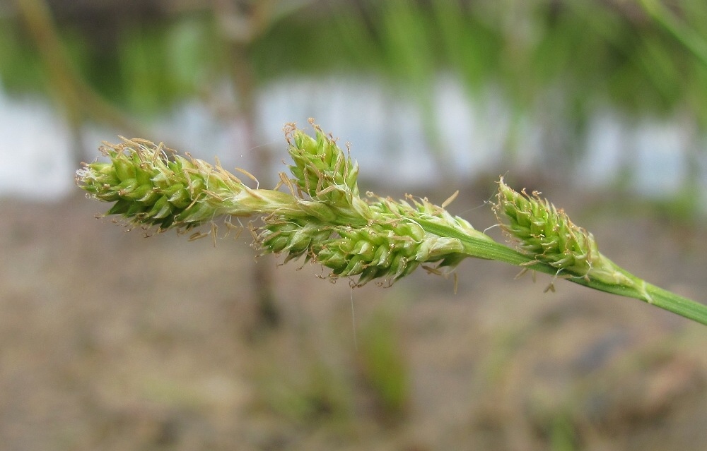 Image of Carex canescens specimen.