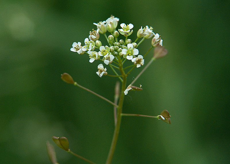 Image of Capsella bursa-pastoris specimen.