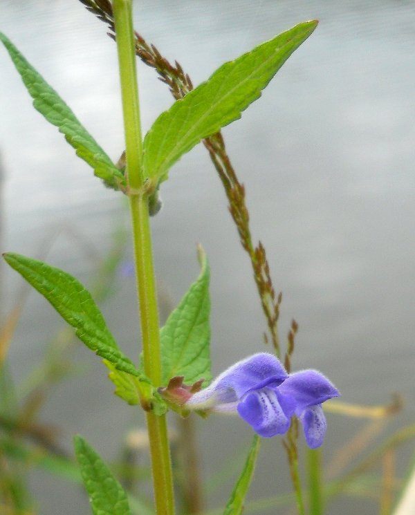 Изображение особи Scutellaria galericulata.