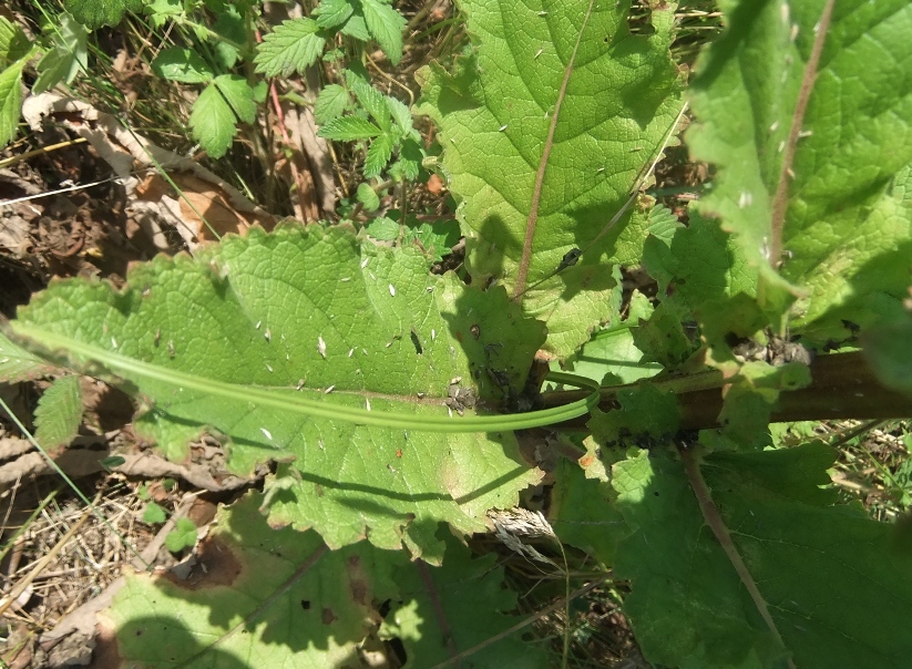 Изображение особи Verbascum pyramidatum.