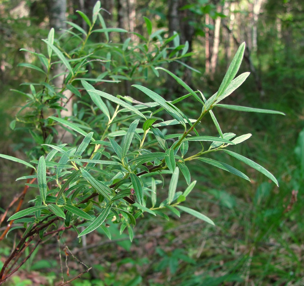 Изображение особи Salix rosmarinifolia.