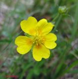 Potentilla aurea. Цветок. Украина, Ивано-Франковская обл., Надворнянский р-н, природный заповедник \"Горганы\", горный луг. 16 июня 2011 г.