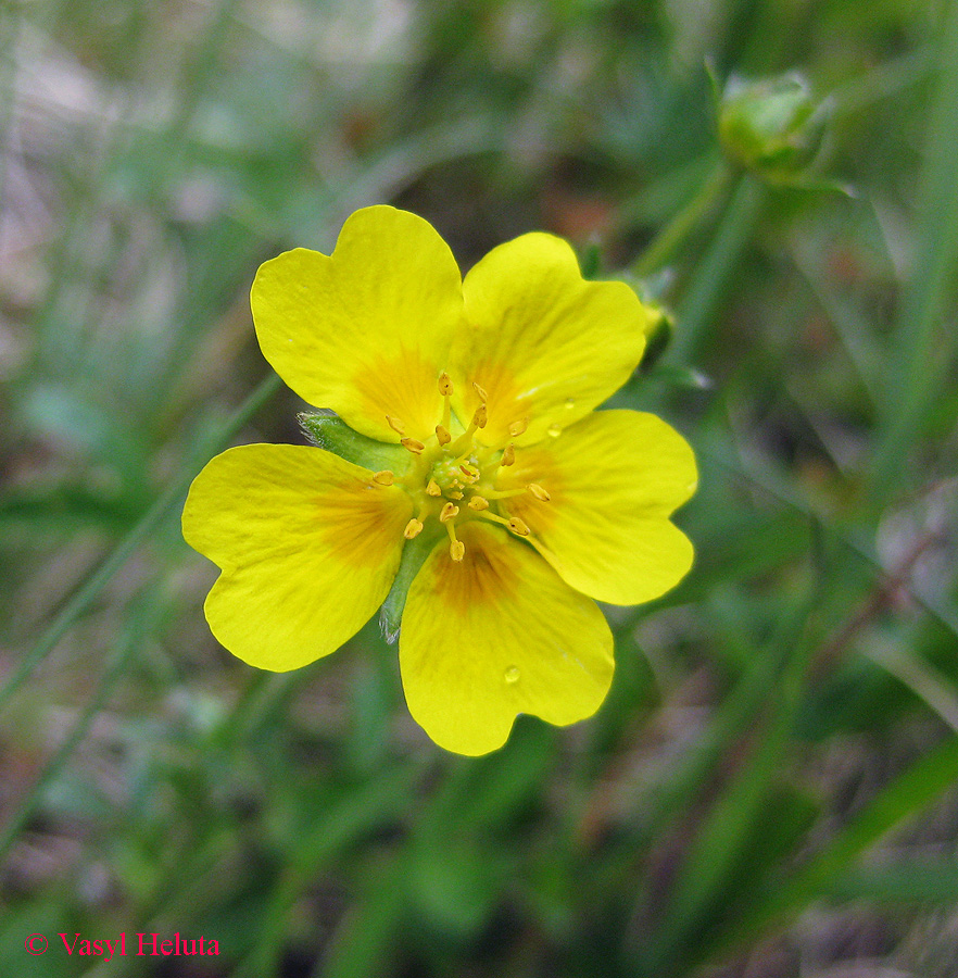 Image of Potentilla aurea specimen.