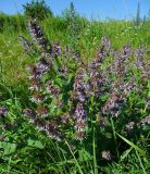 Salvia verticillata