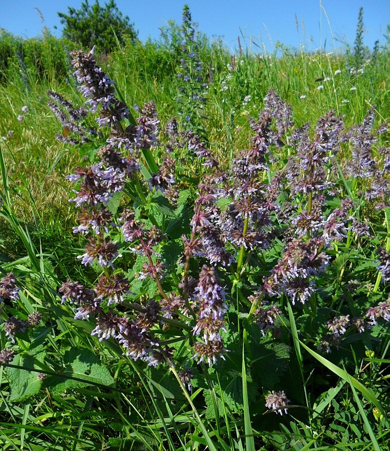 Изображение особи Salvia verticillata.