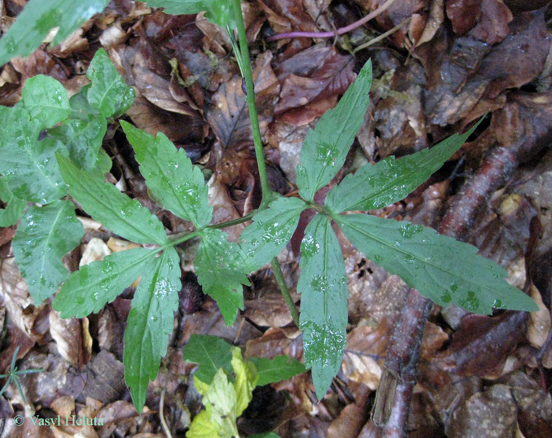 Изображение особи Cardamine bulbifera.