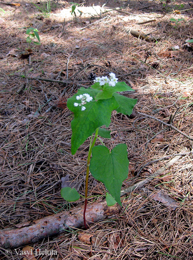 Изображение особи Fagopyrum esculentum.