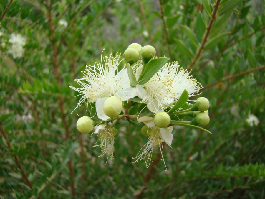 Изображение особи Myrtus communis.