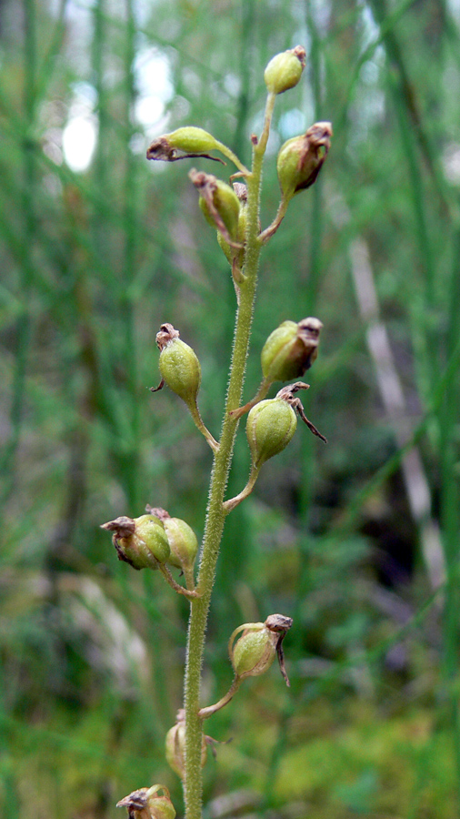 Image of Listera ovata specimen.