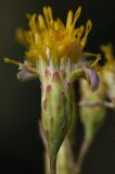 Image of taxon representative. Author is Владимир Эпиктетов
