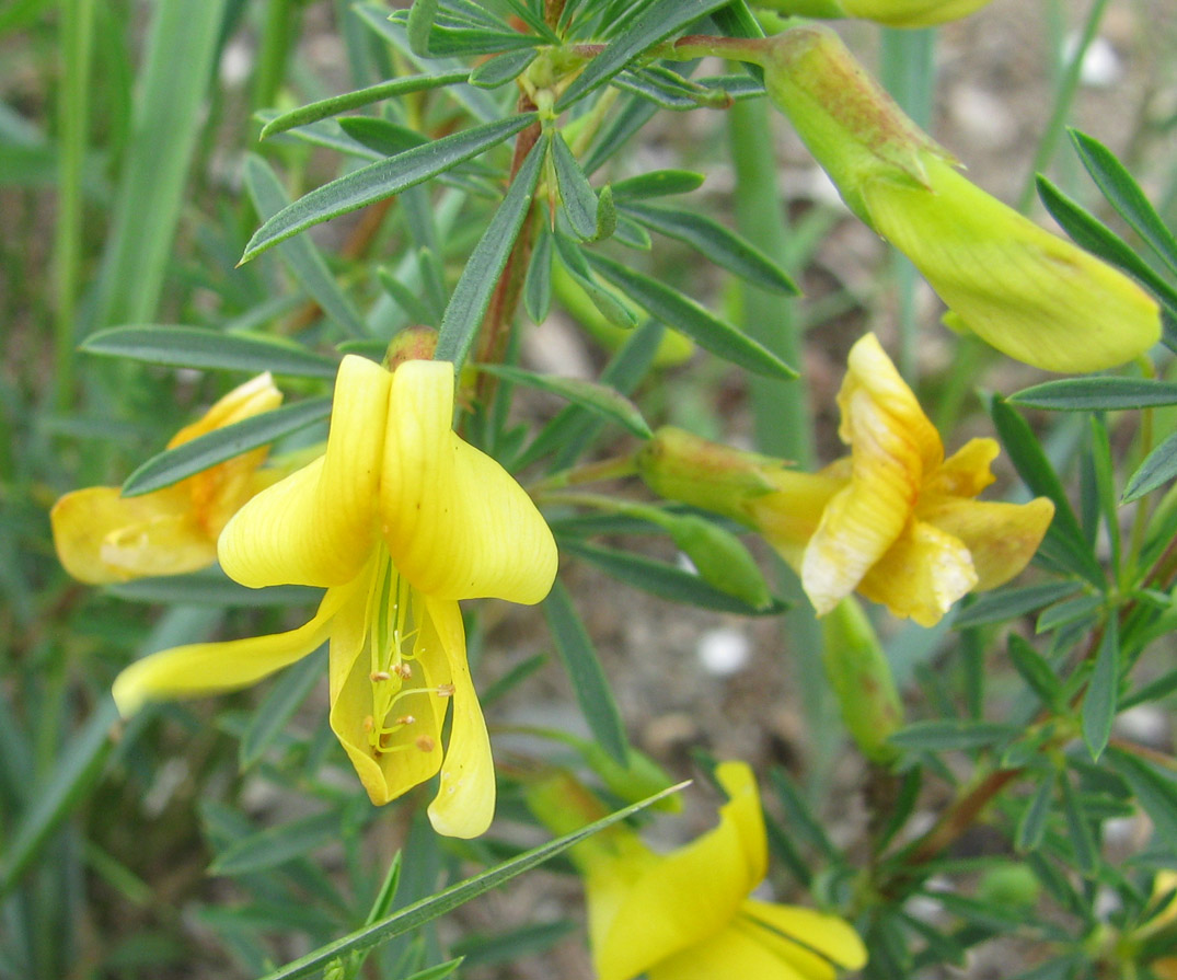 Image of Caragana stenophylla specimen.