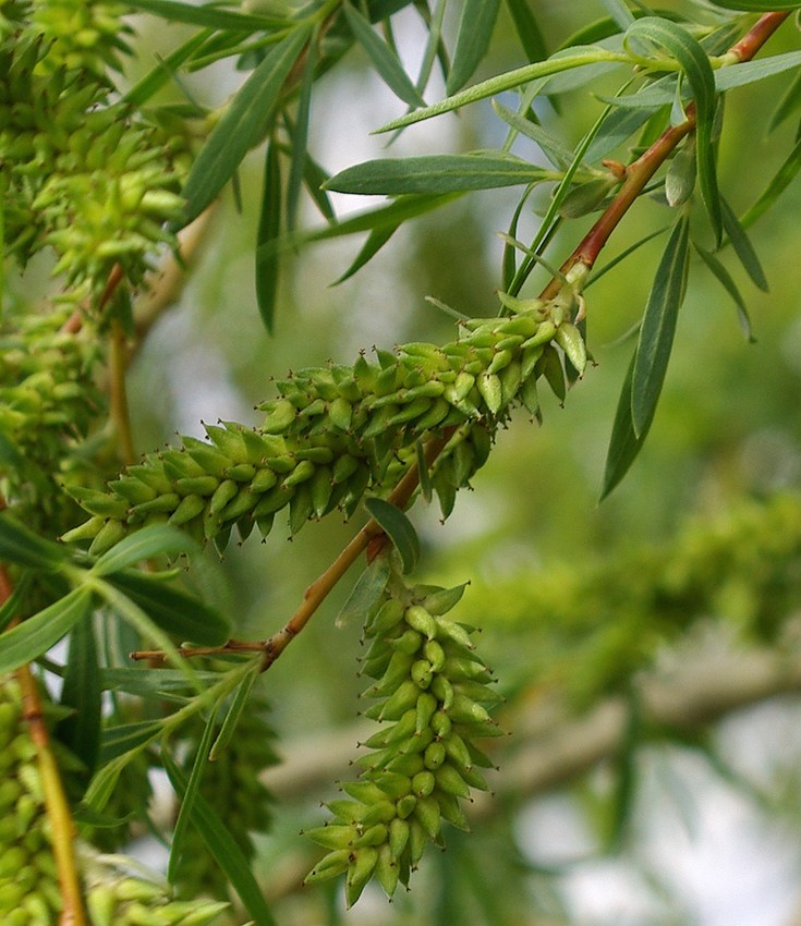 Image of Salix pycnostachya specimen.