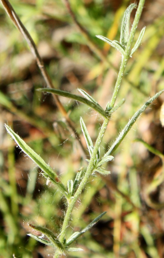 Изображение особи Convolvulus cantabrica.