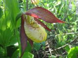 Cypripedium calceolus. Цветок. Коми, Интинский р-н, нац. парк \"Югыд Ва\", Приполярный Урал, р. Кожим, правый крутой берег. 25.06.2011.