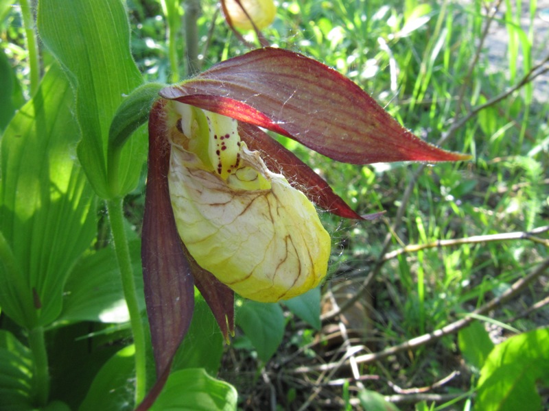 Image of Cypripedium calceolus specimen.