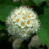 Physocarpus opulifolius. Соцветие. Московская обл., Раменский р-н, окр. дер. Хрипань, дачный участок. 13.06.2005.