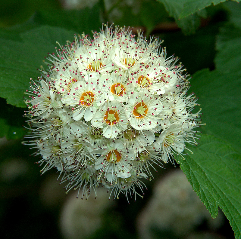 Image of Physocarpus opulifolius specimen.