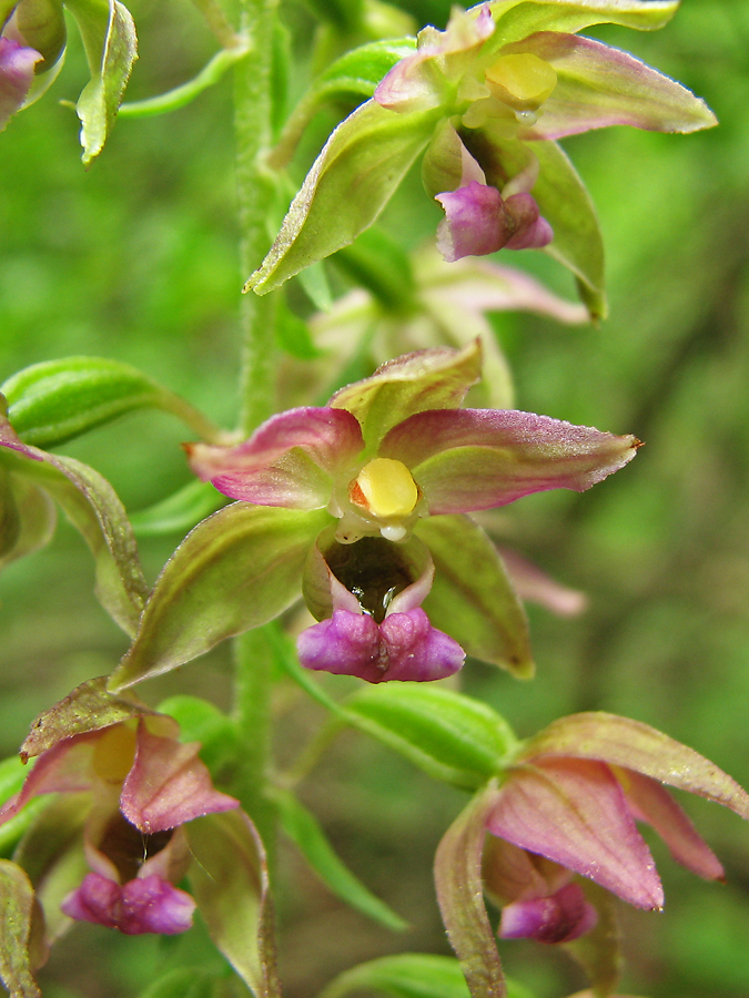 Изображение особи Epipactis helleborine.