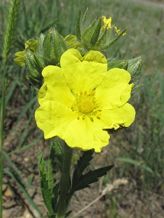 Изображение особи Potentilla recta ssp. pilosa.