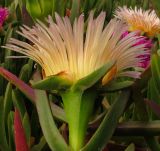 genus Carpobrotus. Листья и цветок. Израиль, Шарон, г. Герцлия, высокий берег Средиземного моря, закреплённые пески. 15.04.2012.