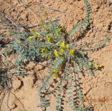 Astragalus longipetalus