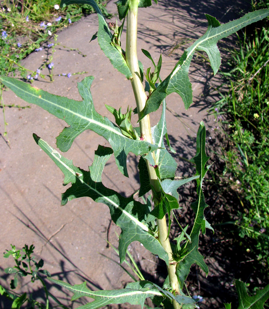 Image of Lactuca serriola specimen.