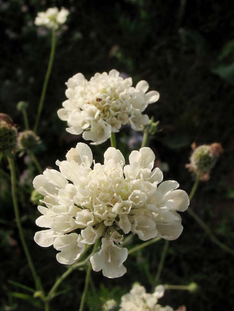 Изображение особи Scabiosa ochroleuca.