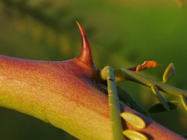 Image of Parkinsonia aculeata specimen.