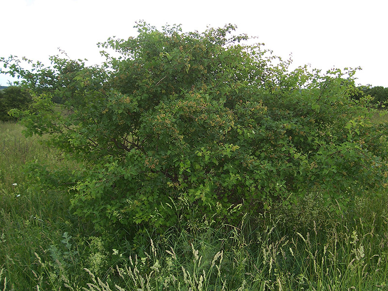 Image of Crataegus monogyna specimen.