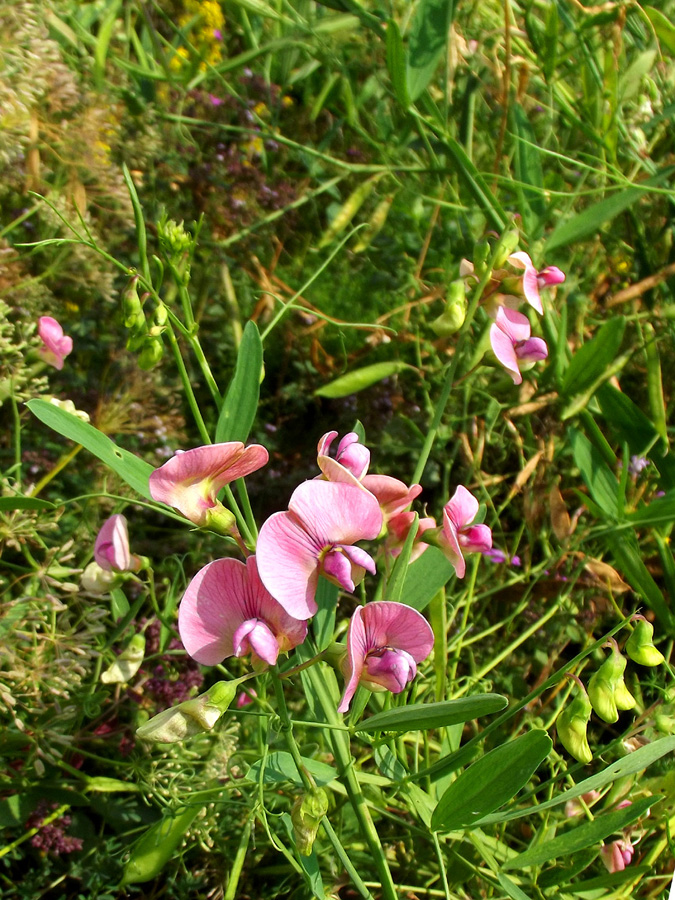 Изображение особи Lathyrus sylvestris.