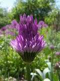 Allium cupuliferum