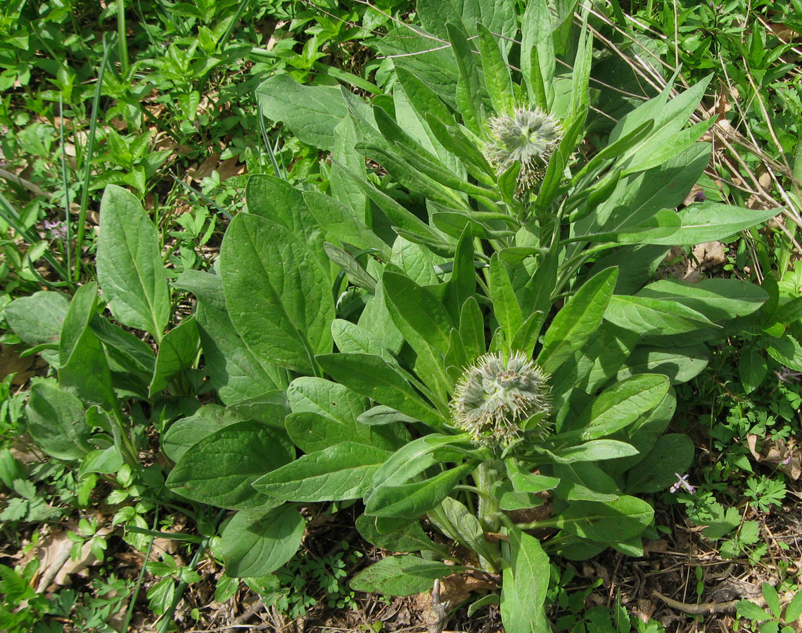 Изображение особи Solenanthus biebersteinii.