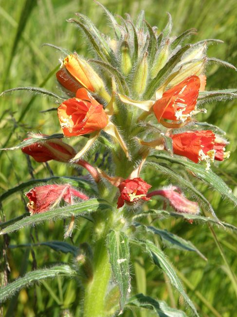 Изображение особи Oenothera versicolor.