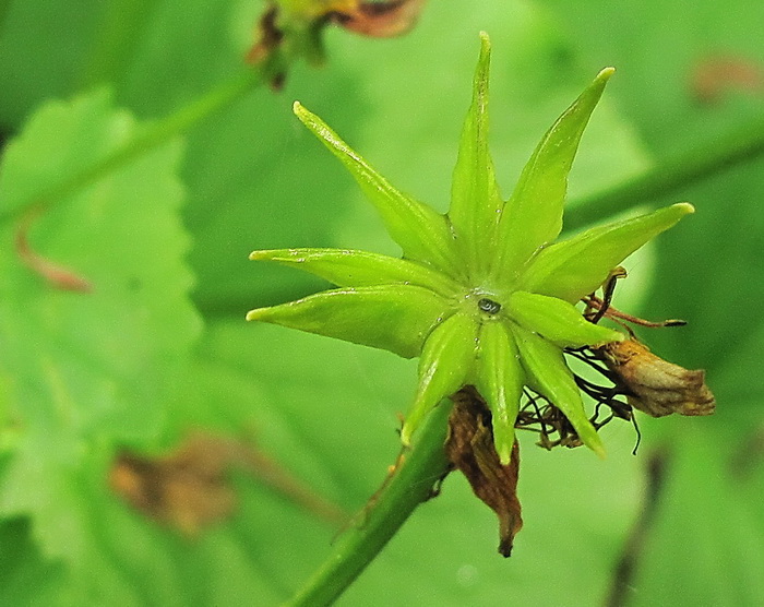 Изображение особи Caltha silvestris.