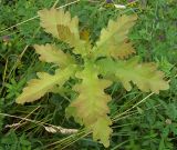 Quercus robur. Молодое растение под пологом дубравы. Курская обл., г. Железногорск, плотина вдхр. на р. Погарщина. 19 июля 2007 г.